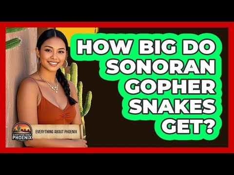 How Big Do Sonoran Gopher Snakes Get?