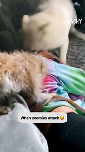 36K views · 198 reactions | He really did just film her instead of help her 﫣 #dogs #pets #animals #fail #reels | Peachy | Facebook