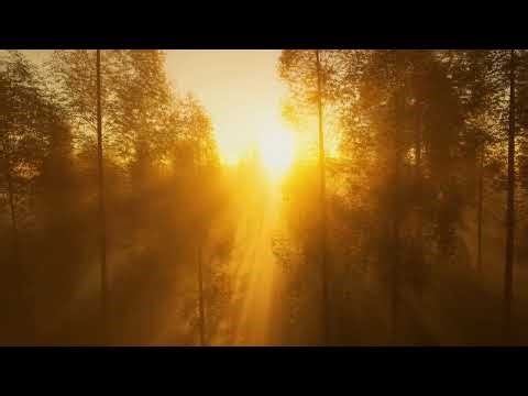 Golden Sunrise Through the Forest 🌅 | Peaceful Nature Cinematic