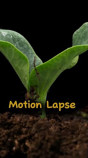 From seed to bloom plant growing time lapse | motion lapse