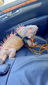 15K views · 253 reactions | Rocket riddn shotgun lookn like a bobble in these Htown streets #pet #reptile #petlover #fyp | Rocket The Iggy | Facebook