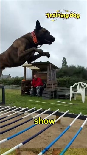 dog training lesson