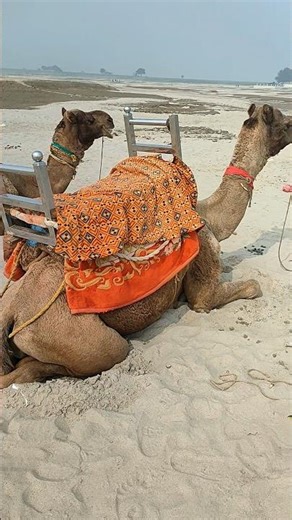 camel ride 🐪 #remix #son #song #music #viral #shortsvideo #viralsong #reelremix