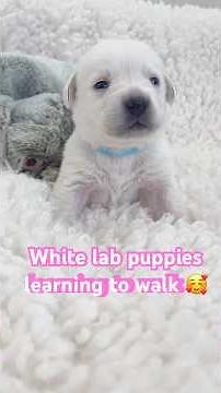 White lab puppies learn to walk at three weeks old 🐶🩷💜💗🥰￼