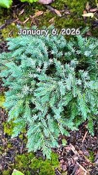 A Year After Planting, Blue Star Juniper - January 6, 2026