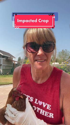 How to Treat an Impacted Crop on a Chicken