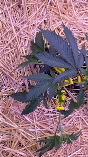 Do you super crop? What method do you use? #supercrop