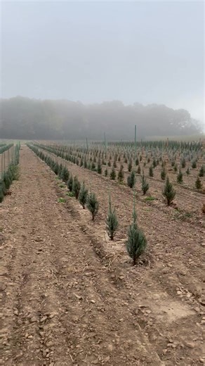17 reactions · 4 comments | This fall, the team has been hard at work—not just digging trees, but planting them as well. Thanks to their hard work, we now have another field full with juniper liners, ready to grow and flourish in the seasons to come. | Arbor Vista Nursery | Facebook