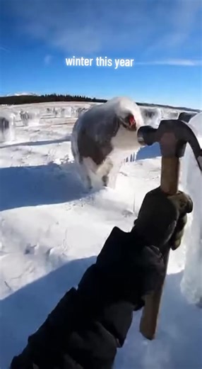 It's freezing out here #cold #winter #freezing #frozencows | winter