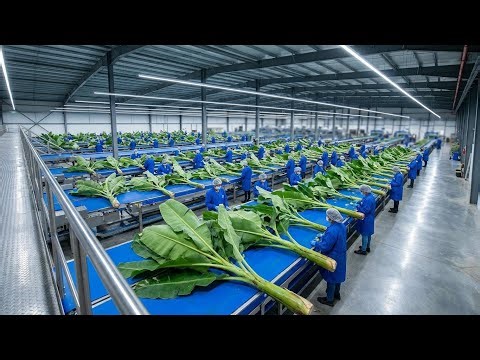 Turning Trash into Gold: Inside a High-Tech Banana Stem Factory