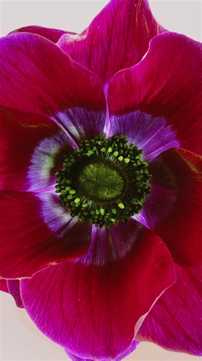 Cathay Pacific on Reels