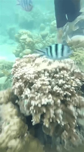 clip-4008731553-snorkeling-activity-beautiful-waters-thousand-islands-kepulauan