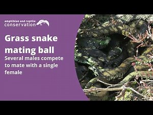 Grass snake mating ball