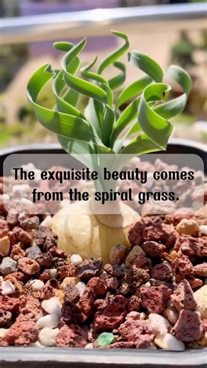 Albuca concordiana | Terra Nursery