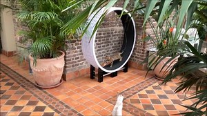 The September/October shipment of cat wheels is now open for reservation deposits. The Cazami cat wheel (from Ferris Cat Wheel International) is correctly sized not to risk compression of the cats vertebrae, sturdy and stable with your cats safety at the forefront of our design. Cat wheels are £456, deposit to reserve is £76 with the balance due in 1 or 2 payments to be completed by 1st September. Wheels are only sent when payments are complete. Available in red, black or teal green or any combi