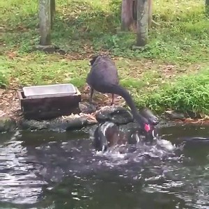 2.1M views · 10K reactions | ေမတၱာတရားဆိုတာ တိရစာၦန္ ေတြမွာေတာင္ရွိတယ္.. လူ အခ်င္းခ်င္း လွည့္ပတ္ျခင္း ေကာက္က်စ္ယုတ္မာျခင္း ကင္းၾကပါေစ ❣️❣️❣️❣️ | Normal Lifestyle Vlog | Facebook