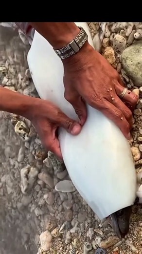 Giant Squid Prep: See What's Hidden Inside! #fish #fishing
