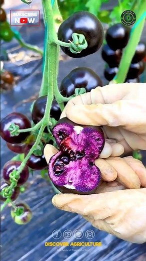 Different Tomato Varieties 🍅