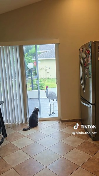 Florida Cats Making Friends with Birds