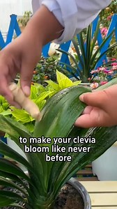 Clivia is a genus of flowering plants native to southern Africa. Known for their striking, trumpet-shaped flowers and glossy, strap-like leaves, they are popular as houseplants and for shaded garden areas in mild climates. Key Characteristics * Common Names: Clivia is also known by several common names, including Bush Lily, Natal Lily, Kaffir Lily, and Flame Lily. * Appearance: Clivias are herbaceous perennial plants that do not grow from a bulb, unlike many other plants in the Amaryllis family.