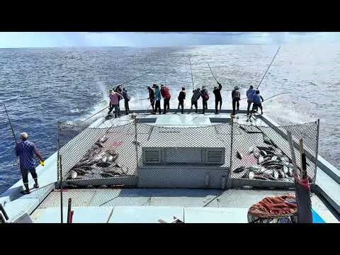 Full video of catching 4 tons of skipjack tuna 🎣
