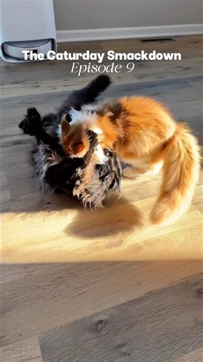 Welcome back to The Caturday Smackdown🥊
