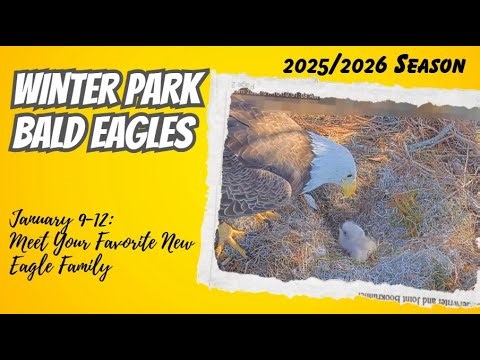 An Extraordinary Nest Story Unfolds | Winter Park Eagles (1/9-1/12)