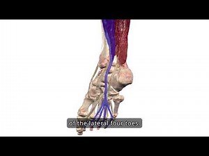 Foot Anatomy: Extrinsic Muscles Explained in 3D | Anatomage
