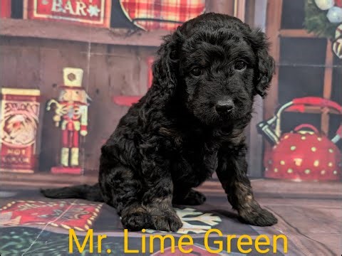 F1B Labradoodle Boy Puppies 5 week old Pictures