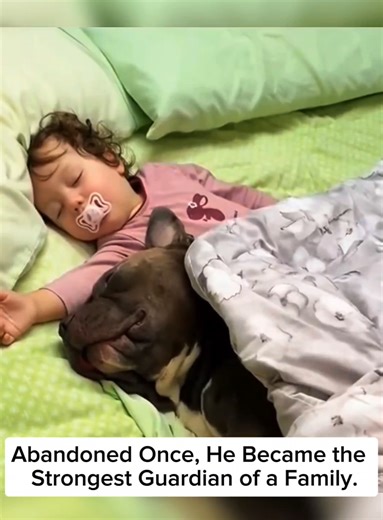 Abandoned Once, He Became the Strongest Guardian of a Family #rescueanimals #animalshorts #animals