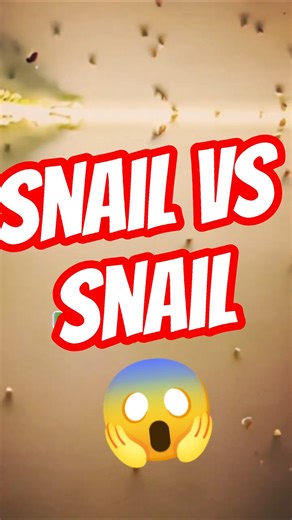Assassin Snails vs. Aquarium PESTS!😱🐌