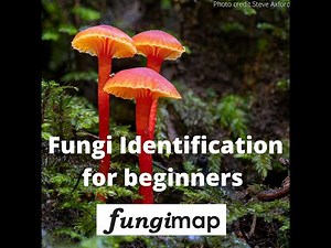 Fungi identification workshop for beginners