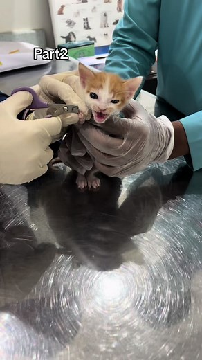 Part 2فلوق سمير للعيادة البيطريه✨🐈 شكرا دكتورة نوال 🙏🏻✨ #samir_the_cat #samir_the_cat #سمير @Linda.ixx