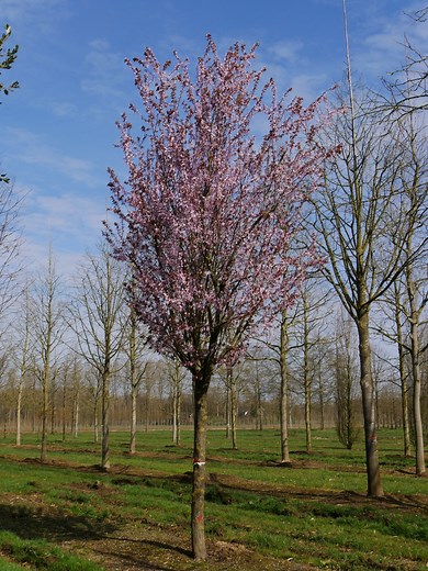 Prunus cerasifera 'Nigra'