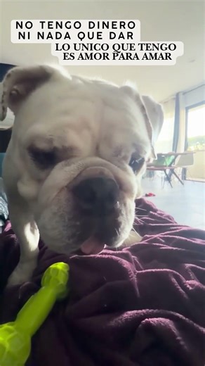 Bulldog sin lana pero con algo mejor #mascotas #dog #pets #perros