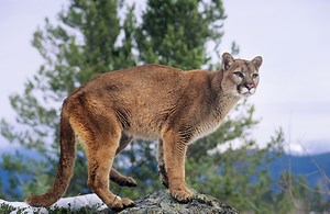 Are Mountain Lions in Pennsylvania? Game Commission biologist has the answer