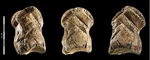 A Neanderthal carved a geometric design in bone 51,000 years ago
