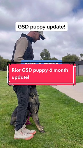 Riot is my 6month old GSD puppy! Here’s an update with some less than perfect moments🤣 #gsdpuppy #gsd #dogtraining