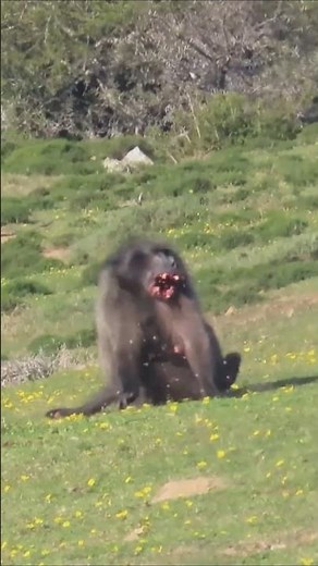 baboon hunting perfect shot #wildlife #hunting #harehunting #baboon2wild #baboonvalley #baboon