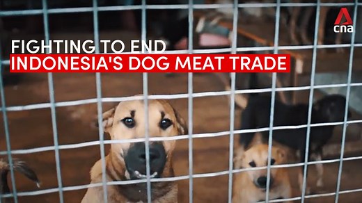 23K views · 381 reactions | Despite calls to ban the sale and consumption of dog meat in Indonesia, the trafficking trade is not slowing down. | CNA | Facebook