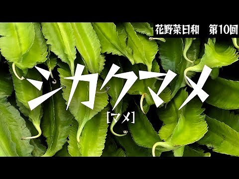 第10回【マメ】翼を持った豆、シカクマメ 151日間の栽培記録