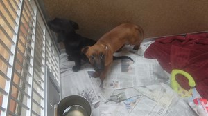 sweet Bobby apporx 9 weeks old Keeshond/terrier mix good with everyone. We call them the stowaways somehow they got put on the transport truck with no place to go so we took them in. For adoption at the TLC Animal Shelter Homer Glen Il | Tender Loving Care Animal Shelter