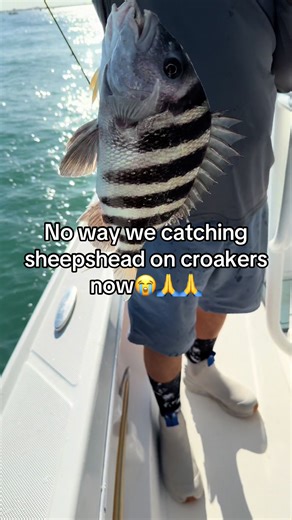 Catching Sheepshead on Croakers: A Fishing Adventure