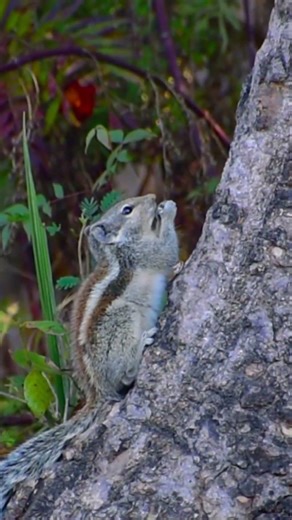 Full #documentary #indianwildlife #naturedocumentary #nature