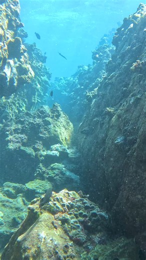 Oh, to be a mermaid! What a beautiful life that would be. 🧜‍♀️ 🐠 🐟 #mauihawaii #prideofmaui #maui #underwater #underthesea #snorkel | Pride of Maui