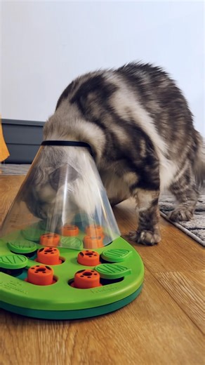 Bro Turned Into A Vacuum Cleaner #mainecooncat #catshorts
