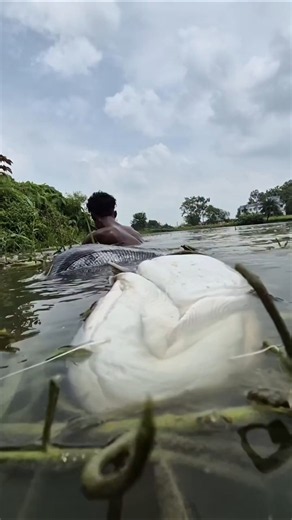 Amazing Big Fish Catching Technique #fishing #bigfish #shorts