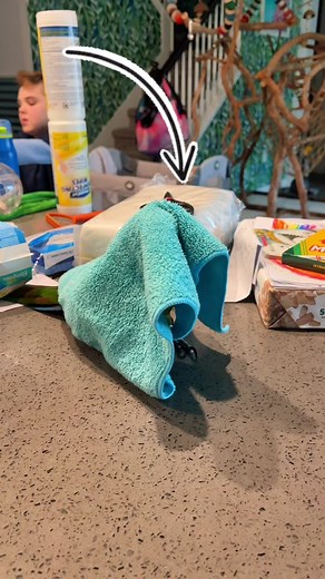 Mickey the Talking Mini Macaw: A Funny Bird with Anger Management Issues