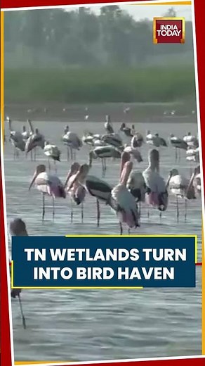 Viral Video: Tamil Nadu Wetlands Turn Into Haven For Waterbirds In Thoothukudi #shorts #viralvideo