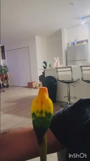 Cute Sun Conure Talking! Says 'Good Baby' & 'Step Up' | Adorable Pet Bird Moments